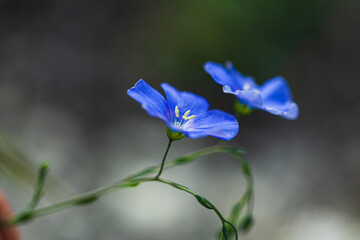Fototapeta na wymiar Blue beautiful meadow flowers poppies grow on a meadow or in the woods