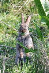 A rabbit sat up and feeding on some wild leaves
