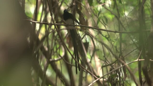 Japanese Paradise Flycatcher(Terpsiphone atrocaudata),also called the black paradise flycatcher, Japanese Paradise Flycatcher relexing in the forest, Male have exceptionally long tail. It's rare birds