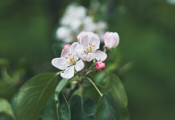 Blooming apple tree. Pink flowers of an apple tree.