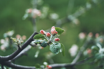 Blooming apple tree. Pink flowers of an apple tree.