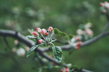 Blooming apple tree. Pink flowers of an apple tree.