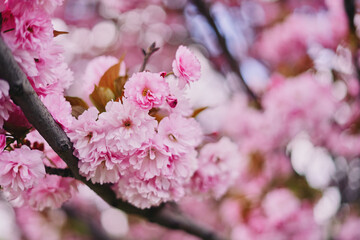 Pink flowers of blooming sakura.
