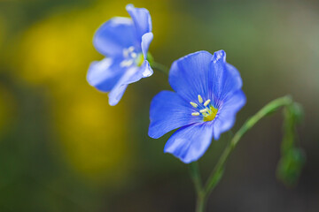 Blue beautiful meadow flowers poppies grow on a meadow or in the woods