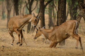 Two subadult male Blue Bull fighting in Jhalana forest sanctuary, Rajasthan.