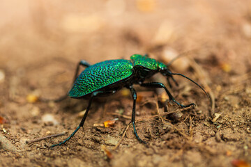 A small bug with green chrome color in the forest