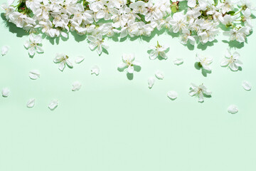 White cherry flowers with petals on a green background in bright sunlight, spring background.