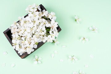 White cherry flowers with petals and in a wooden box on a green background, spring concept.