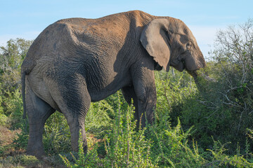 Fototapeta premium African Elephant Grazing on the Bush
