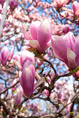 Obraz premium Magnolias in Full Bloom on a sunny day in Paris 