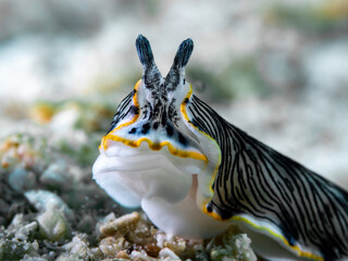 Sea Slug in the sand. Dermatobranchus dendronephthyphagus.