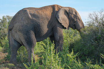 African Elephant Grazing on the Bush
