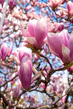 Magnolias in Full Bloom on a sunny day in Paris

