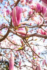 Magnolias in Full Bloom on a sunny day in Paris
