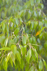 マテバシイの新芽