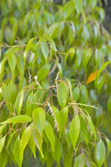 マテバシイの新芽