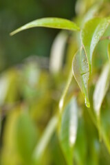 マテバシイの新芽
