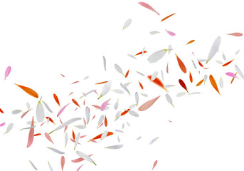 Beautiful tender petals flying on white background