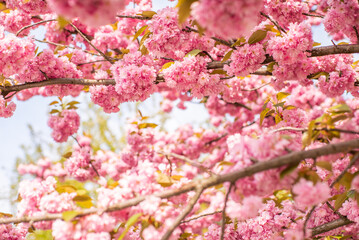 sakura tree in bloom on a warm spring day.