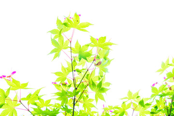 明るい色の新緑