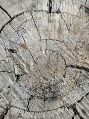 A cut of an old log in the village.