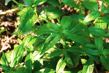 Andrographis paniculata alternative herbs for treating COVID-19.