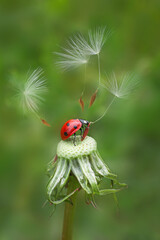 Beautiful red ladybug with white dandelion fluffy. Macro shot. Selective focus