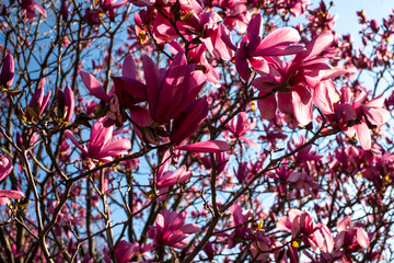 Magnolias in Full Bloom on a sunny day in Paris
