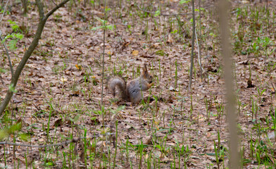 Sciurus vulgaris squirrel in the forest