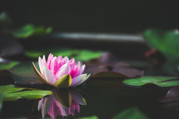 pink lotus flower blossom or water lily blooming in pond with sunlight in garden outdoor nature.