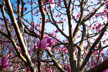 Magnolias in Full Bloom on a sunny day in Paris

