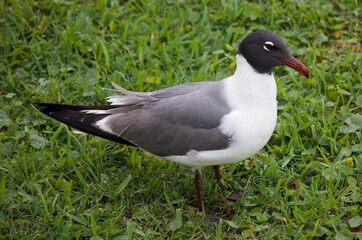 Laughing Gull sitting in the grass on a windy, rainy morning.