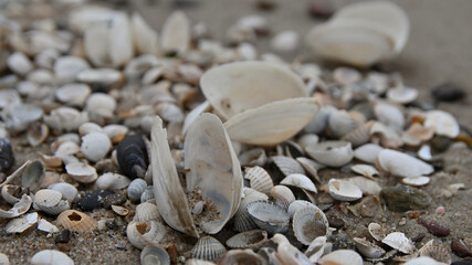 seashell, sea shells, beach, Baltic