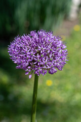 Fototapeta premium Purple flowers Ornamental Onion (Allium Gladiator)