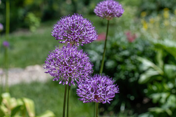 Purple flowers Ornamental Onion (Allium Gladiator)