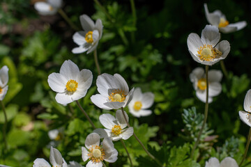 Large white blooms of snowdrop anemone (Anemone sylvestris) on solid green background