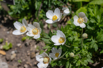 Large white blooms of snowdrop anemone (Anemone sylvestris) on solid green background