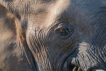 Fototapeta premium African Elephants up close in Nature