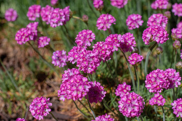 Beautiful pink magenta Sea thrift Armeria Maritima flowers in summer garden