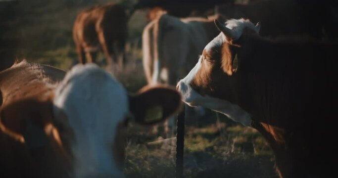 Close up of brown cows grazing in a field at sunset. Slow motion.