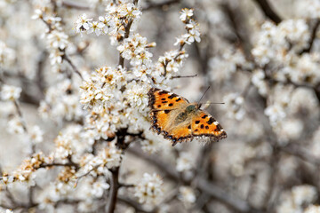 Spring background, beautiful butterfly on blooming tree.