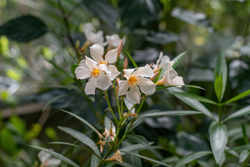 Close up white (Oleander Nerium)   flower in nature garden