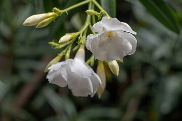 Close up white (Oleander Nerium)   flower in nature garden