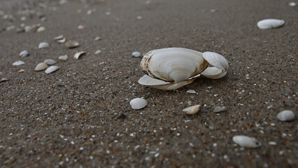 seashell, sea shells, beach, Baltic