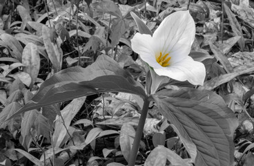 Spring - trillium black and white, Ontario, Canada