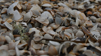 seashell, sea shells, beach, Baltic