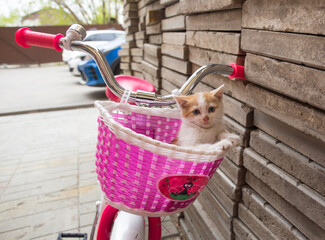 two sweet kittens in the bicycle basket