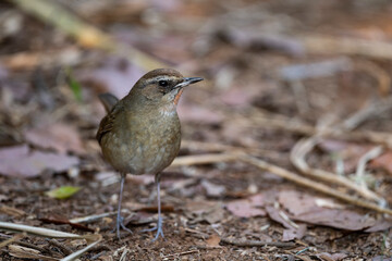 Siberian Rubythroat