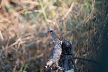 Siberian Rubythroat