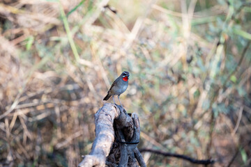 Siberian Rubythroat